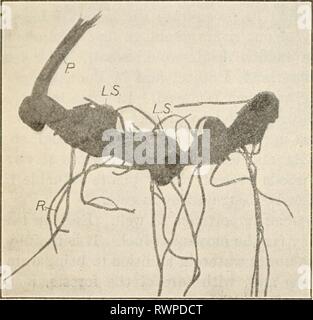 Elementi di biologia; un elementi pratici della biologia; un testo pratico-prenota la correlazione di botanica, zoologia e fisiologia umana elementsofbiolog00hunt Anno: [c1907] 118 botanica da esperimenti, le forze esterne che agiscono su organi di una pianta in modo da cambiare il suo aspetto e spesso della sua forma e della sua abitudine. Un gambo cresciute in condizioni di completa oscurità è bianco invece di verde. La sbianca dei gambi di sedano mediante la copertura è un esempio noto di questa. Così, in natura, forze che sappiamo di come la luce, la forza di gravità, calore, umidità, vento, e molti altri fattori influenzano la pianta nella sua crescita. Esaminiamo ora Foto Stock