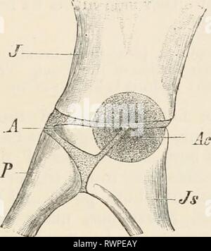 Elementi di anatomia comparata Elementi di anatomia comparata dei vertebrati elementsofcompar00wied Anno: 1886 1 FIG. 83A.-bacino di sei giorni di pulcino. (Dopo A. Johnson.) .77, ileo ; Js, ischio ; pb, il pube ; pp, pectineal processo del pube. FIG. 83B.-diagramma che mostra le relazioni delle ossa pelviche all'acetabolo. J, ileo ; Js, ischio ; P, il pube ; un, osso acetabolare ; Ac, acetabolo. -II Foto Stock