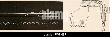 Elektrophysiologie (1895) Elektrophysiologie elektrophysiolog00bied Anno: 1895 Die Formänderung des Muskels bei der Thätigkeit. 125 lässt sich leicht die Fortpflanzungsgeschwindigkeit der contrazioni- welle berechnen (Fig. 66). Gleichzeitig mit Aeby kam v. Bezold (1861) (2) zu einem analogen Resultate, aber nach einer ganz verschiedenen Methode. Er Fig. 66. Fig. 67. Fig. 66. Fortpflanzungs- geschwindigkeit der costitui- tractionswelle Muskel im. Die Grösse der Verschie- bung beider (Verdickungs-) Curven dient als Maass. (Nach Marey.) Fig. 67. Bestimmung der Fortpflanzungsgeschwindig- kite der Foto Stock