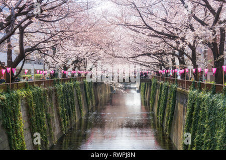 Fiore di Ciliegio rivestito Meguro Canal a Tokyo in Giappone. Primavera in aprile a Tokyo in Giappone. Foto Stock