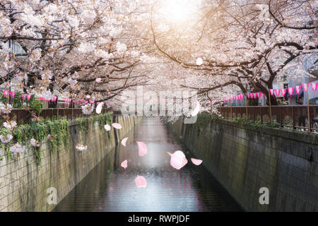 Fiore di Ciliegio rivestito Meguro Canal a Tokyo in Giappone. Primavera in aprile a Tokyo in Giappone. Foto Stock