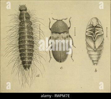 Entomologia elementare (1912) elementare entomologia elementaryento00sabbia Anno: 1912 Fig. 204. La moquette-maggiolino, o buffalo-moth. (Ingrandita), larva ; /', pupa in lar-al a pelle ; f, pupa dal basso ; d, adulto. (Dopo Kiley) Fig. 205. Dispensa-maggiolino. (Ingrandita), lar-un ; /', pupa ; &LT;â , coleottero adulto, (.opo Howard, Reparto di Stati Uniti dell'.Agricoltura) 14s Foto Stock