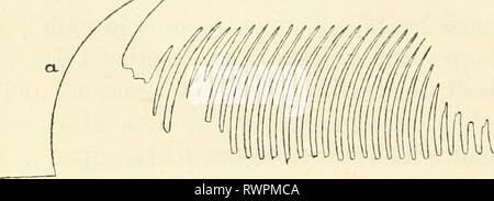 Elementi di fisiologia umana (1907) Elementi di fisiologia umana elementsofhumanp05star Anno: 1907 146 fisiologia così non è sufficiente dire che la contrazione volontaria è un tossoide di otto o dodici al secondo. Se si tratta di un tetano, ci deve essere qualche mezzo mediante il quale ciascun individuo contrac- zione può essere abbreviato fino a che non si è distinto, o allungato fino a quando essa si fonde con la successiva contrazione per produrre una ininterrotta del tetano. E dobbiamo ricordare che lo stimolo elettrico differisce in molti dei suoi effetti da stimolo naturale e così non trasferire tutti i nostri risultati della stimolazione elettrica troppo u Foto Stock