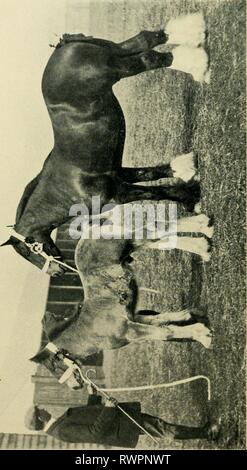 L'enciclopedia della stabile l'enciclopedia dell'stabile: un manuale completo del cavallo, le sue razze, anatomia, fisiologia, malattie, allevamento, rompere la formazione e la gestione, con articoli sul cablaggio, mascalcia, carrelli, ecc. comprendente un migliaio di accenni ai proprietari di cavalli encyclopdiaofs00shaw Anno: 1909 .^ 9f^ lf" fTf? Foto Stock