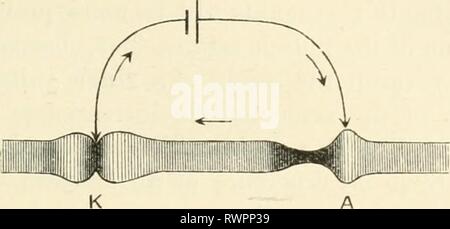 Elementi di fisiologia umana (1907) Elementi di fisiologia umana elementsofhumanp05star Anno: 1907 tessuti contrattili 151 nello stesso modo in cui ci sarà nel quartiere di kathode un numero di anodi virtuale. Così se prendiamo l'uretere e a condurre una corrente attraverso di esso mentre esso viene espulso in anse che servono come elettrodi, vi è la contrazione di entrambe le giacche alla kathode e il rilassamento di entrambi all'anodo. Se tuttavia la Fig. 67. Al kathode k vi è una piccola linea di costrizione, circondato da una zona di relax. In corrispondenza dell'anodo stesso muscolo è ri- rilassata, ma è stron Foto Stock