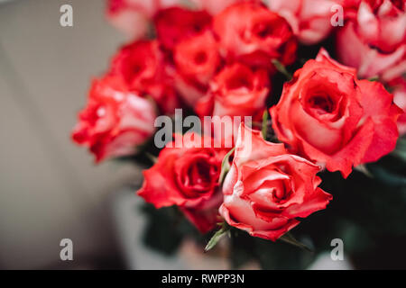 Sfondo floreale di fioritura di rose, coralli viventi colore - colore dell'anno 2019, close-up. Grande ed elegante bouquet di rose come dono di nozze, felice Foto Stock