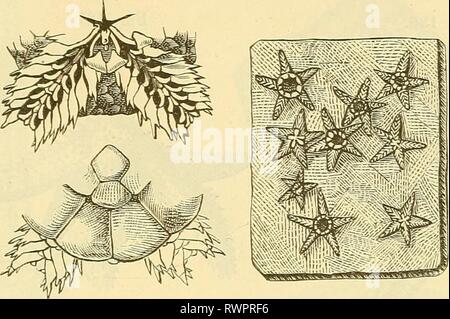 Elemente der palaeontologie (Palaeozoologie) (1884) Elemente der palaeontologie. (Palaeozoologie.) elementederpalae00hoer Anno: 1884 Asteroidea. 151 durch eine Medianfurche getheilt. Trias, zumal im Muschelkalk ziemlich häufig. Als sottogeneri von Aspidura sind zu betrachten: Remiglypha und Am- pliiglypha Pohlig. Fig. 184. Unterseite vergr. Platte mit mehre- ren Exemplaren in nat. Grösse. Oberseite vergr- Aspidura loricata oro/., Muschelkalk, Würtemberg. Geocoma dOrb. Scheiben klein, rund, Arme dünn und schlank, kantig, mit sehr grossen Dorsalschildern, Lateralschildern kleinen und sich ber Foto Stock