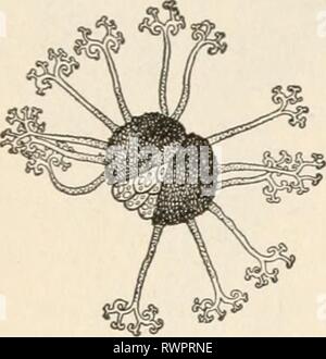 Elementi di biologia; un elementi pratici della biologia; un testo pratico-prenota la correlazione di botanica, zoologia e fisiologia umana elementsofbiolog00hunt Anno: [c1907] 166 Botanica una rotta perithecium aperto per mostrare il asci. Muffe. - Un altro gruppo di funghi che sono di notevole importanza economica è costituita da sac funghi. Tali funghi sono comunemente chiamati muffe. Alcuni dei più facilmente ottenuto esemplari proviene dal lilla, rosa o Willow. Questi funghi non penetrano la pianta ospite a qualsiasi profondità, ma copre le foglie dell'host con il thread di colore biancastro del micelio. Quindi essi possono b Foto Stock