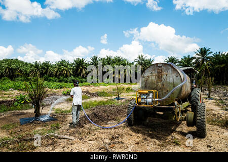 Piantate Palm tree attività di irrigazione in aree di reimpianto durante la stagione secca da evitare perdite dalla mortalità ad albero Foto Stock