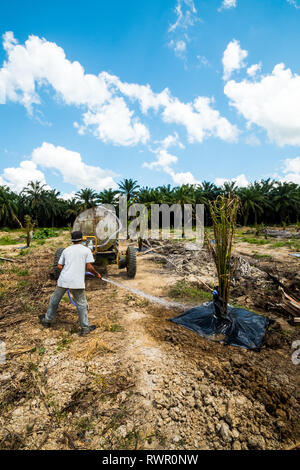 Piantate Palm tree attività di irrigazione in aree di reimpianto durante la stagione secca da evitare perdite dalla mortalità ad albero Foto Stock