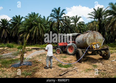 Piantate Palm tree attività di irrigazione in aree di reimpianto durante la stagione secca da evitare perdite dalla mortalità ad albero Foto Stock