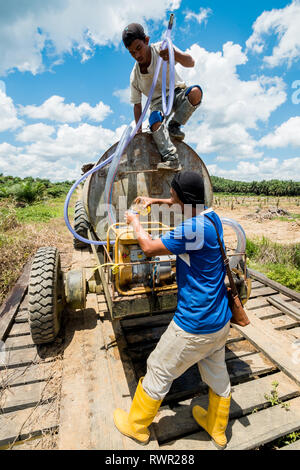 Piantate Palm tree attività di irrigazione in aree di reimpianto durante la stagione secca da evitare perdite dalla mortalità ad albero Foto Stock