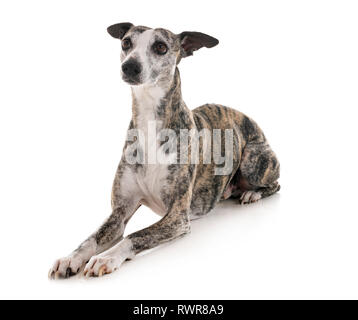 Inglese whippet davanti a uno sfondo bianco Foto Stock