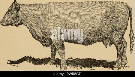 Elementi di agricoltura, meridionale e elementi di agricoltura, meridionale e occidentale elementsofagricu00welb Anno: 1908 Fig. &Lt;)(). -Dual Purpose bovini Devon Bull rosso sopra il polling mucca sotto lattiero-caseari allevavano bestiame ugualmente grasso, - in una grande niunber dell esperienza acquisita negli Stati- zioni tanto quanto da due a dieci per cento. Terzo. Il vestito la carcassa di una l)eef-l)red sterzare con- tains meno di sego, wliicli è un a basso prezzo prodotto, rispetto alla carcassa di un dairv-allevati steer. Foto Stock