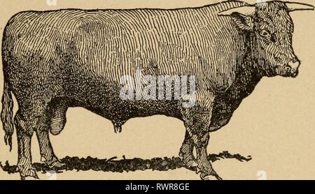 Elementi di agricoltura, meridionale e elementi di agricoltura, meridionale e occidentale elementsofagricu00welb Anno: 1908 bovini 2t5n valore di allevamento in carni bovine di animali. - In primo luogo. Le razze da carne di bovini di crescere più grande di mangiare nativo tie, [)artieularly tlie bestiame bovino nativi ha trovato nel Sud. Secondo. Carni bovine-allevavano bestiame sempre vestito, una maggiore percentuale di carni bovine per un dato peso vivo di nativo o Foto Stock