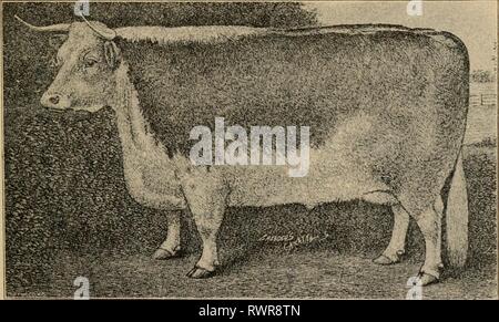 Elementi di agricoltura, meridionale e elementi di agricoltura, meridionale e occidentale elementsofagricu00welb Anno: 1908 Fig. 97. - Bovini da carne (Irade Shorthorn sterzare sopra (jrrade Hereford sterzata al di sotto di Foto Stock