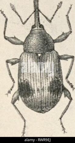 Entomologia elementare ([c1912]) elementare entomologia elementaryentomo00sabbia Anno: [c1912] i coleotteri 167 abitudini. Alcuni di loro sono parassita nell'nidi di api, mentre le più comuni forme live su uova di cavallette che divorano in grandi numeri e sono abbastanza bene- ficial nonostante le cattive abitudini che più tardi si acquisire come adulti. Il muso-coleotteri (RHYNCHOPHORA) In questo sottordine la testa è prolungato in un muso lungo, dando i nomi ' muso- coleotteri ' 'bill-bug," "curculioni,' e 'cur- culios' per molte delle forme comuni. Il corpo viene ingrandita) (dopo Riley) FIG. 248. Foto Stock