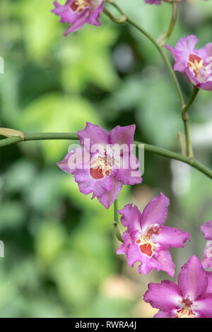 X Miltonidium Camouflage GX Fiori di orchidea Foto Stock