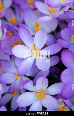 Crocus Tommasinianus. Inizio crocus fiori Foto Stock