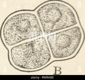 Elementi di biologia; un elementi pratici della biologia; un testo pratico-prenota la correlazione di botanica, zoologia e fisiologia umana elementsofbiolog00hunt Anno: [c1907] Formazione di Zoospores.-In alcune circostanze, tuttavia, alcune specie di Pleurococcus sono noti per dar luogo a una cellula che è suscettibile di movimento in acqua per mezzo di due colpi di frusta filetti del protoplasma che sporgono da una estremità della cella. Questo mobili cella viene chiamato un zoospore (animale spora). Lo fa assomigliare ad un molto semplice animale a questa fase della sua esistenza. La spora così formato è una riproduzione asessuale spora che può nuotare lontano Foto Stock