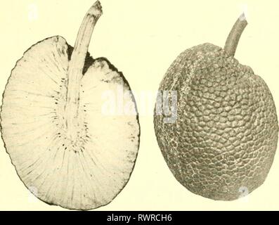 Elementi di Agricoltura delle Filippine (1908) Foto Stock