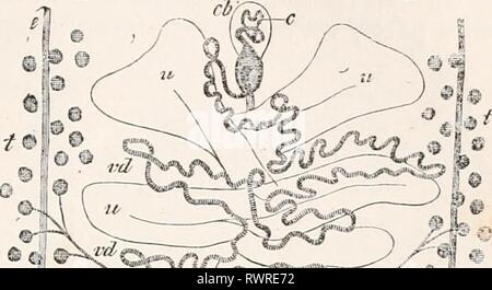 Elementi di anatomia comparata (1878) Elementi di anatomia comparata elementsofcompar00gege Anno: 1878 generativa dell organo di Vermes. 181 © c-"£. Foto Stock