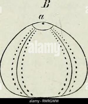 Elementi di anatomia comparata (1878) Elementi di anatomia comparata elementsofcompar78gege Anno: 1878 198 COMPAEATIVE ANATOMIA. Foto Stock