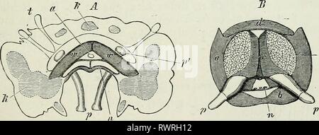 Elementi di anatomia comparata (1878) Elementi di anatomia comparata elementsofcompar78gege Anno: 1878 APPENDICI ECHINODERMA OE. 199 funziona come, ventrale sono trattenuti in Psolus, mentre gli altri due che appartengono alla porzione della superficie del corpo che func- zioni come la dorsale, sono atrofizzati. In Cuvieria questa modifica delle parti è estesa in modo da avere come risultato la scomparsa dei tre ambulacra ventrale. Una completa degenerazione del ambulacra avviene nel Synaptfe, e irradiare organizzazione, che è implicita nella divisione in ambulacra, è così perduto; hanno Foto Stock