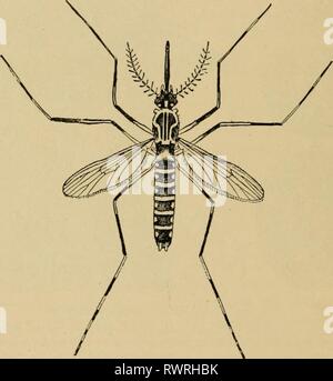 Entomologia elementare (1912) elementare entomologia elementaryentom00sabbia Anno: 1912 FRt. 350. Posizioni di riposo di Anopheles e Ciilex zanzare. (Leggermente ingrandita) (dopo l'erba!) Fig. 351. Il Giallo-febbre mosquito {Stegomyia calopiis). (Ingrandita) (dopo Howard, Reparto di Stati Uniti dell'Agricoltura) di quiete o slow-acqua in movimento e berlina in da uno a quattro giorni. Le larve sono i ben noti wrigglers di stagni e fossati, con il loro caratteristico lungo, corpi squirming, denso di estremità di testa, e Foto Stock