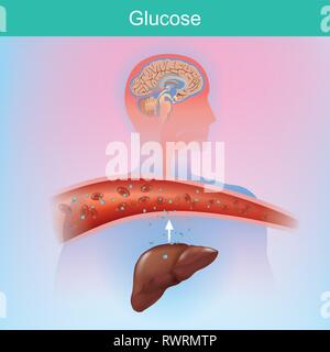 Il glucosio è uno zucchero che il corpo crea naturalmente mediante processo chimico dal fegato. Il glucosio è importante per le varie cellule. In particolare presso il cervello Illustrazione Vettoriale