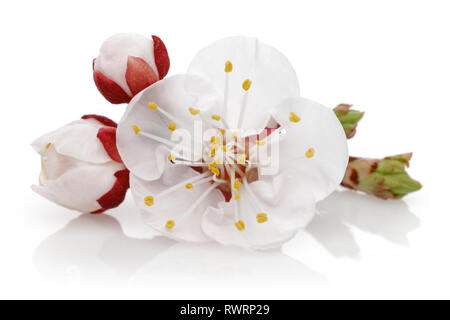Fiore di mandorla con boccioli isolati su sfondo bianco Foto Stock