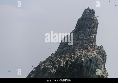 Close-up di uno degli Shag Rocks Foto Stock