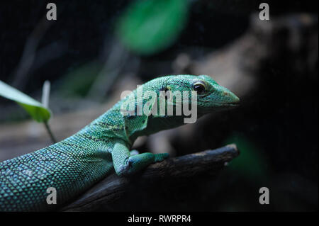 Lizard nel terrarium sul ramo di albero Foto Stock