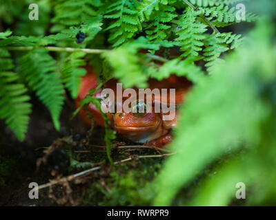 Rana rossa (pomodoro Rana Dyscophus antongilii) con grandi occhi gialli si siede nell'erba verde Foto Stock