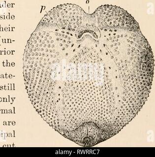 Testo elementare-libro di zoologia, tr Foto Stock