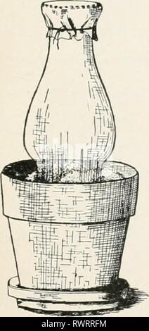 Studi elementari nella vita di insetto studi elementari nella vita di insetto elementarystudie00hunt Anno: 1902 metamorfosi 243 altri bruchi. Caterpiliars dovrebbe essere preso con loro cibo vegetale, la Stein di impianto posto in una bottiglia riempita di sabbia umida, e questo circondato con il terreno in una fioriera. Al fine di mantenere le larve da stoppino, un certo numero di dispositivi può essere utilizzato. Breeding-Cage.- Un larnp-camino o lanterna-GLOBE Svizzera con mussola legata sopra la parte superiore (Fig. 188) può essere posto al di sopra del cibo vegetale, o dove numerose larve sono in fase di studio una casella può essere ben utilizzato. Il suolo deve contenere circa t Foto Stock