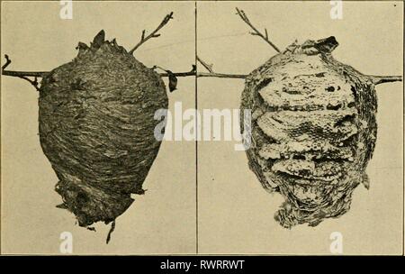 Entomologia elementare (1912) elementare entomologia elementaryento00sabbia Anno: 1912 Fig. 421. Poiisies annularis e il suo nido. (Due terzi dimensione naturale) (dopo Quaintance e Brues, Reparto di Stati Uniti dell'Agricoltura) Fig. 422. Nido di giallo-camicia {]espa sp.); a destra, nido aperta per mostrare i pettini (fotografia di erba) 265 Foto Stock