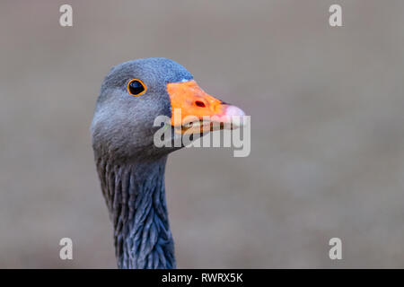 Testa d'oca a chiudere l'immagine con una bolletta Orange Foto Stock