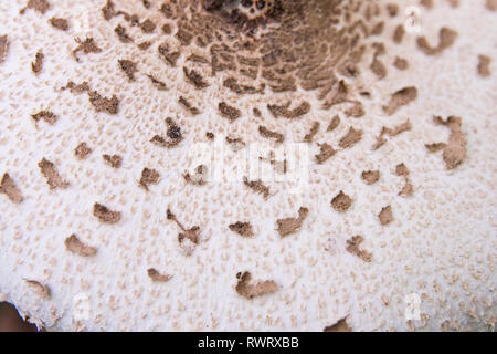 Vista ravvicinata di Parasol mushroom noto come Macrolepiota procera o Lepiota procera è un basidiomicete fungo con un grande e prominente corpo fruttifero res Foto Stock