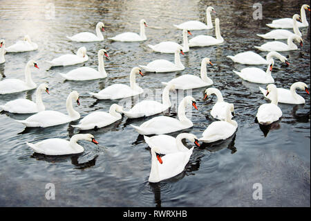 Cigni bianchi nuota sul fiume al tramonto in primavera.Bianco smans sono tra le più grandi e più pesanti uccelli in volo. Foto Stock