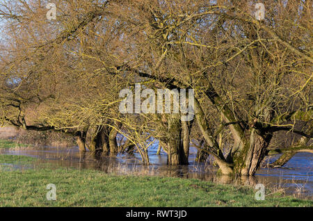 Überschwemmung - Bäume am Flussufer der Lahn Foto Stock