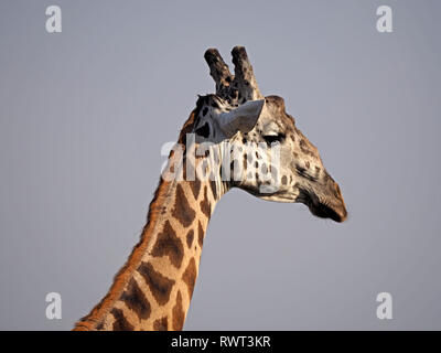 Ritratto di una solitaria scostante Masai Giraffe o Kilimanjaro Giraffe (Giraffa camelopardalis tippelskirchii) contro il cielo blu di Nairobi NP Kenya, Africa Foto Stock