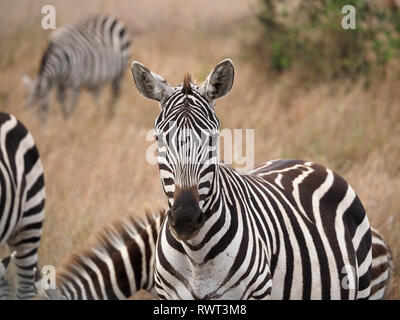 Strisce a motivi geometrici di pianura zebre o Burchell's Zebra (Equus quagga) pascolano in erba lunga di Oriente savana africana nel Parco Nazionale di Nairobi, Kenya, Foto Stock