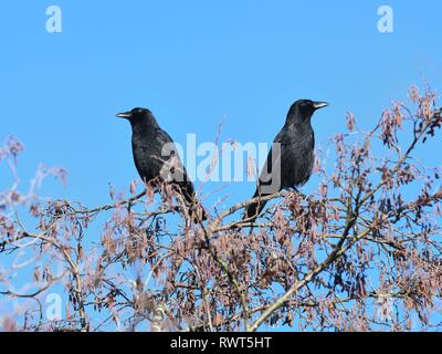 Due corvi seduta di schiena su un albero all'inizio della primavera in Scozia, Regno Unito Foto Stock