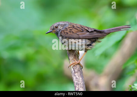 Dunnock appollaiato sulla cima di un ramo secco Foto Stock