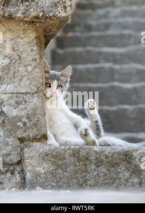 Un grazioso piccolo bicolor gattino con gli occhi gialli pigro di appoggio su una scala pietroso, espone la sua pancia e mostra le sue zampe, Rodi, Grecia, Europa Foto Stock