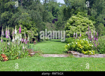 Foxglove colorati fiori, rose bianche, arbusti e alberi frondosi lungo un'erba percorso a piedi in un affascinante giardino in un paesaggio inglese . Foto Stock