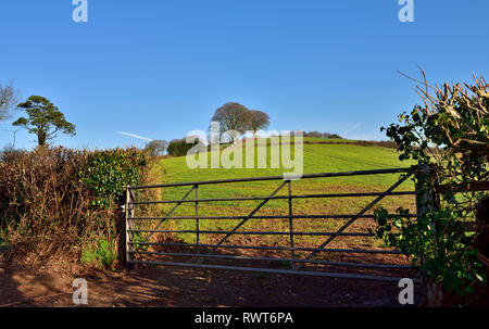 Devon vista sulla campagna con il verde delle colline, alberi vista attraverso il cancello di fattoria, vicino Cadbury, Bickleigh, REGNO UNITO Foto Stock