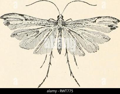 Entomologia elementare ([c1912]) elementare entomologia elementaryentomo00sabbia Anno: [c1912] seta foderato di gallerie, distruggendo i pettini. Essi attacco debole colo- nies delle api, che si trovano spesso a distruggere, e sono uno dei peggiori nemici dell'apiario. La falena ha violacea tendente al marrone fore- ali e marrone o giallo sbiadito hind-ali. Il vicino-ali (Crambinae) sono così chiamati perché le loro ali sono avvolti strettamente su di loro quando a riposo. Essi sono chiamati anche muso- falene. Essi sono il piccolo marrone- FIG. 297. Una falena crambid (Crambus vulgivagellns] ^ll o Sllvery- un, larva; b, overground e c, sotto Foto Stock