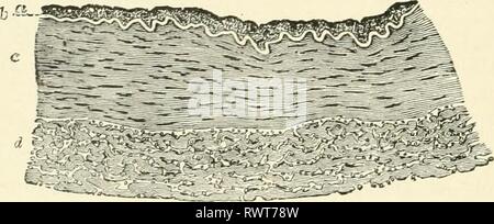 Elementi di fisiologia umana (1907) Elementi di fisiologia umana elementsofhumanp05star Anno: 1907 190 - fisiologia di elastico longitudinale Hbres. In prossimità del cuore, in grandi navi come l'aorta e dei suoi rami più grandi, vi è una preponderanza di tessuto elastico come confrontato con il muscolare ; e che troviamo nei media strati alternati di muscolo-fibre e fenestrated membrane elastiche. Nella più piccola delle arterie, d'altro canto, le arteriole, l'elemento elastico interamente scompare, in modo tale che la parete è costituita da muscolo-fibre, essenzialmente circolare, rivestiti da endotelio. È evidente Foto Stock